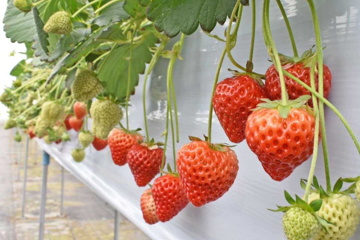 🍇 시로네 포도 정원(시로네 그레푸 가덴) 이미지 3